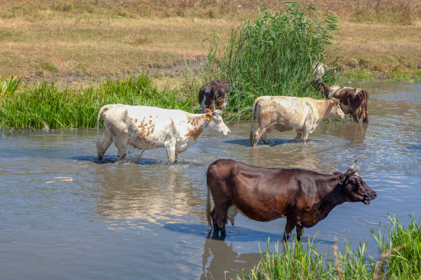 istock farm animals in the pond water 1158722466