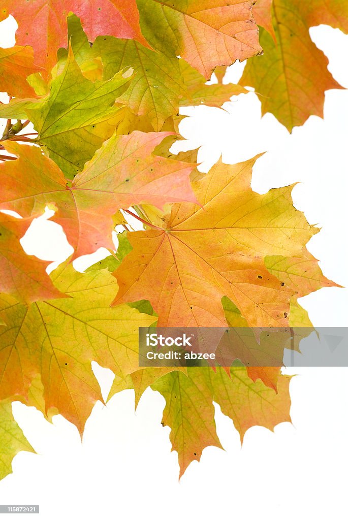 Branche de feuilles d'automne sur fond blanc - Photo de Automne libre de droits