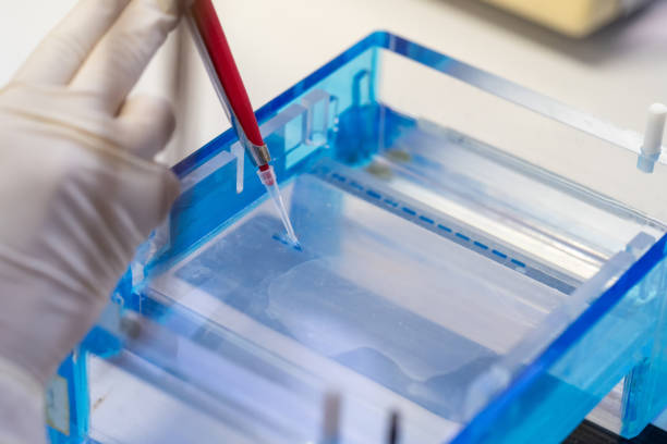 a electroforese molecular do gel da técnica para o método da amostra do adn descriptografa o código genético. bioquímica e química clínica em laboratório. - dna sequencing gel - fotografias e filmes do acervo