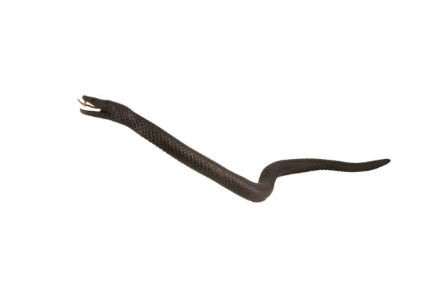 istock Creeping wooden snake isolated on a white background 1158724450