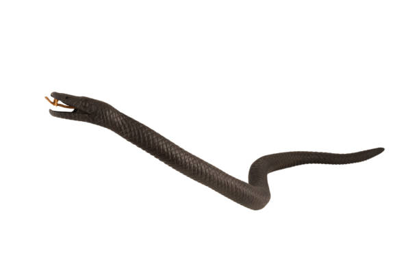 istock Creeping wooden snake isolated on a white background 1158724478