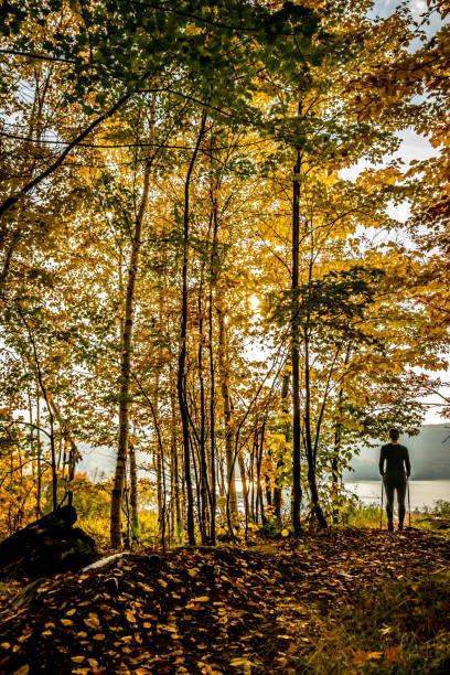 istock Woman hiking in forest during autumn at sunset. 1158725210