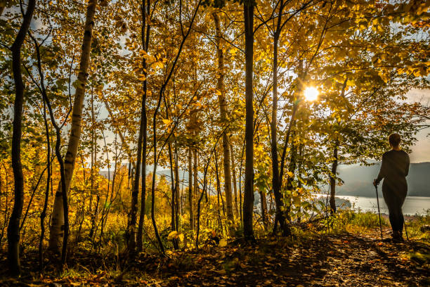 istock Woman hiking in forest during autumn at sunset. 1158725324