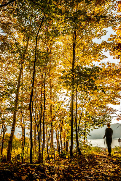 istock Woman hiking in forest during autumn at sunset. 1158725524
