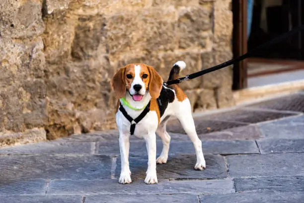 Happy cute brown beagle dog smiling on leash by road street in urban town city in Italy