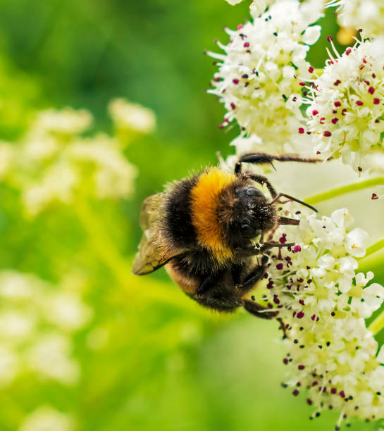 istock Bumble Bee at Work Pollinating on Some White Flowers 1158728098