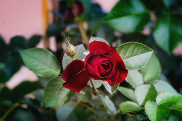 fiori di rosa rossa e bocciolo in giardino - spring bud horizontal color image foto e immagini stock