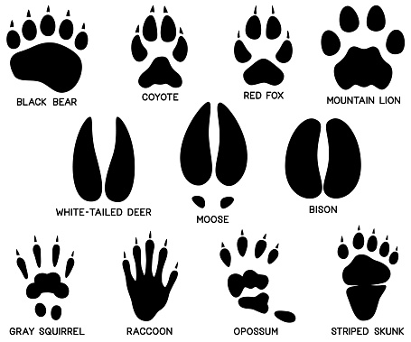 Vector illustration of a variety of eleven North American animal tracks (footprints). Illustration uses no gradients, meshes or blends, only black and white. Each track is labeled and is on its own layer, easily separated from the other tracks in a program like Illustrator, etc. Includes AI10-compatible .eps format, along with a high-res .jpg.