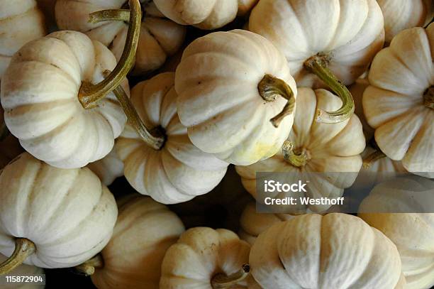 Baby Boo Белый Pumpkins — стоковые фотографии и другие картинки Белый - Белый, Горизонтальный, Знак Уступите дорогу