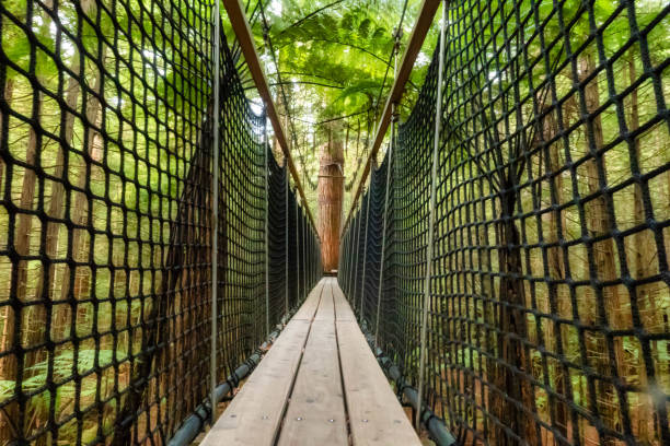 istock Redwood forest tree walk on a suspension bridge platform 1158731484