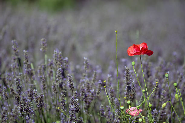 campo de lavanda - lavender poppy healthcare and medicine washington state fotografías e imágenes de stock