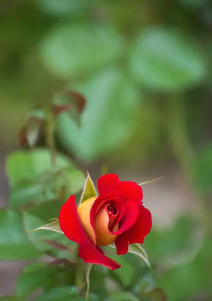 Rosebud - Ketchup and Mustard variety of rose