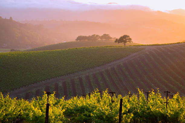 un vigneto generico della napa valley - vineyard napa valley agriculture sunset foto e immagini stock