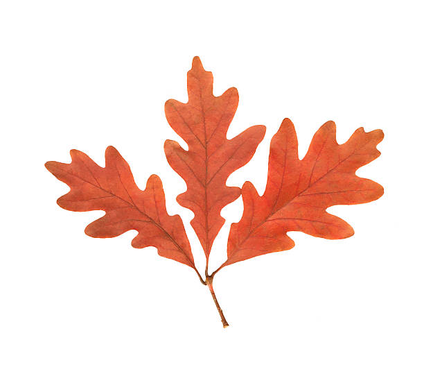 дубовый cluster - oak leaf стоковые фото и изображения
