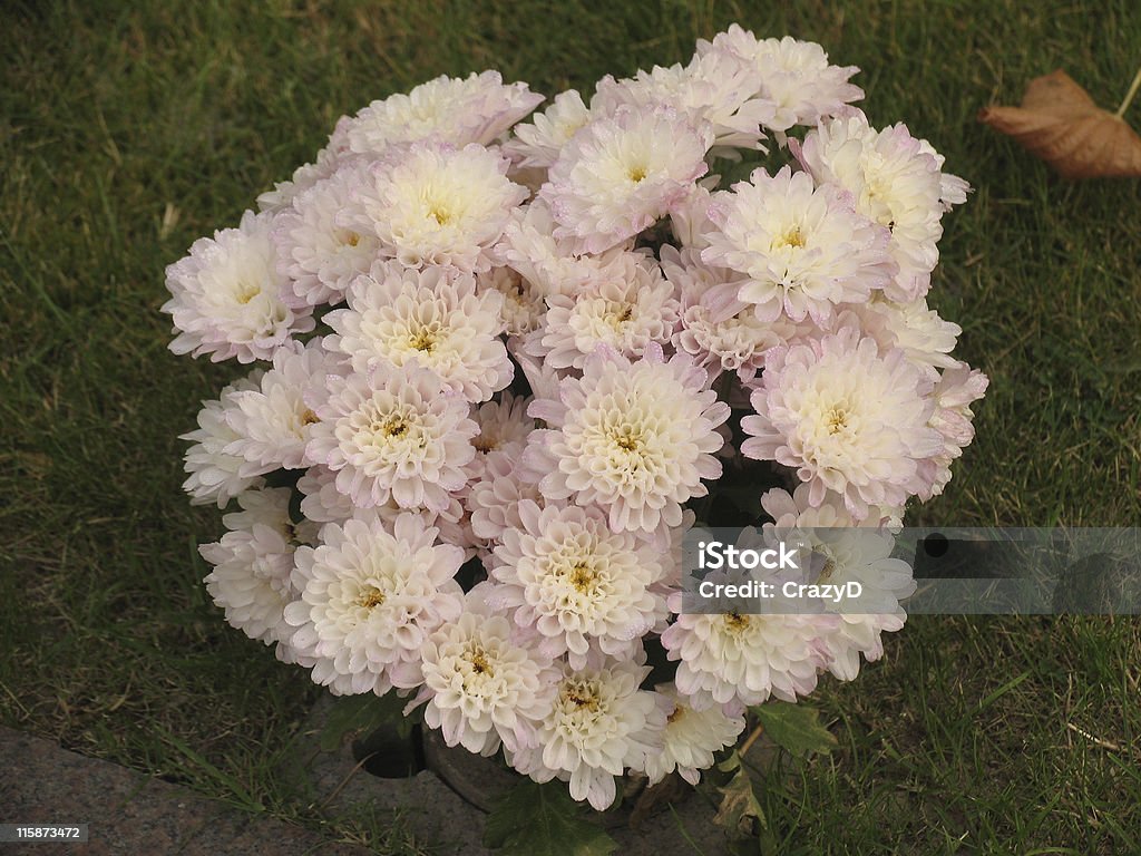 bouquet ROSE - Photo de Automne libre de droits