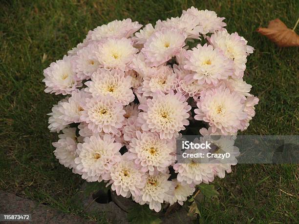 Bouquet De Rosa - Fotografias de stock e mais imagens de Ao Ar Livre - Ao Ar Livre, Bouquet, Cabeça de Flor