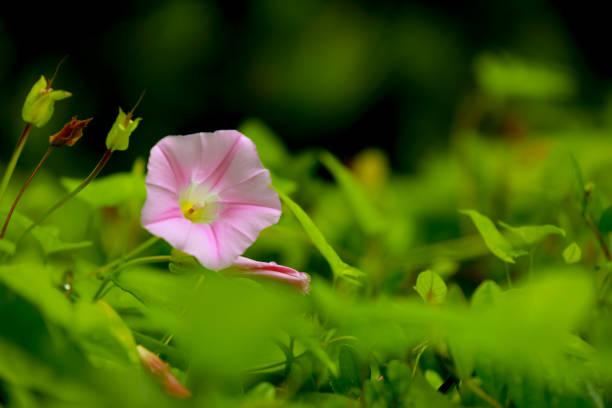 istock Morning glory flower and green leaf for natural background 1158735083