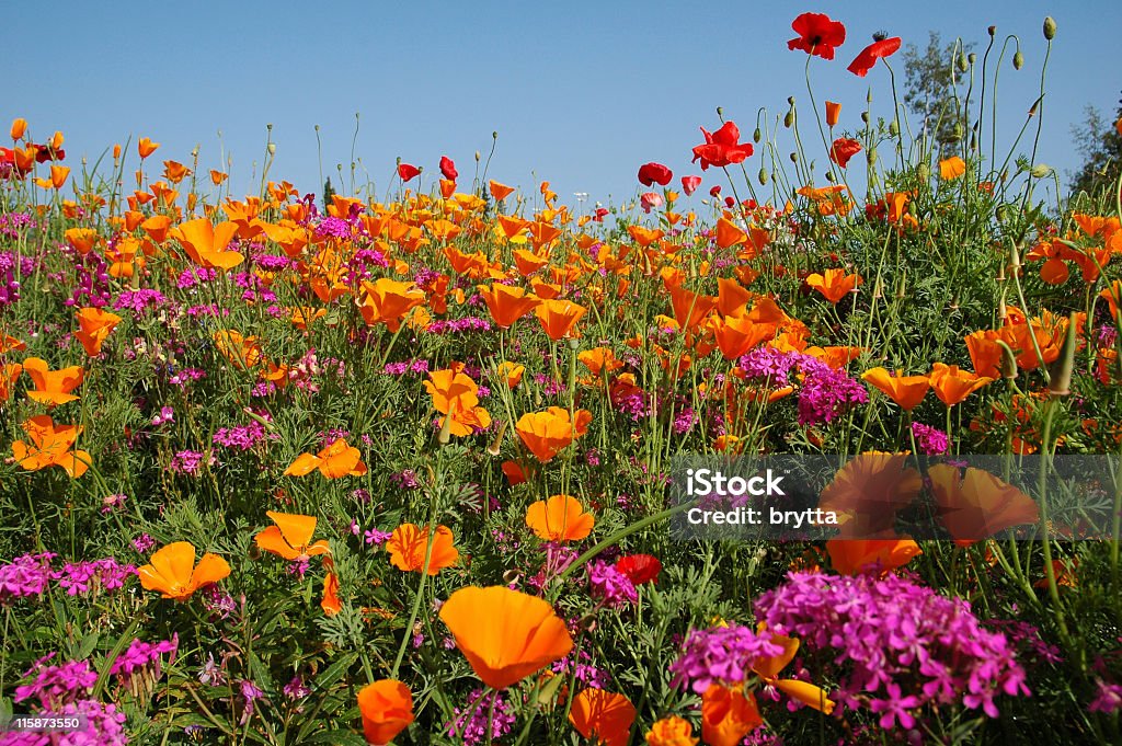Łąka z kwitnących pomarańczowy i purpurowy łonie natury - Zbiór zdjęć royalty-free (Dziki kwiat)