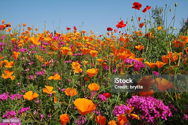 Łąka Z Kwitnących Pomarańczowy I Purpurowy Łonie Natury - zdjęcia stockowe i więcej obrazów Dziki kwiat