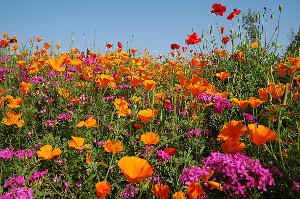 prado com desabrochando laranja e roxo wildflowers - poppy flower petal stamen imagens e fotografias de stock