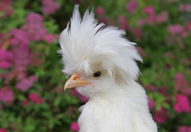 Baby polish chicken against flowering bush stock photo