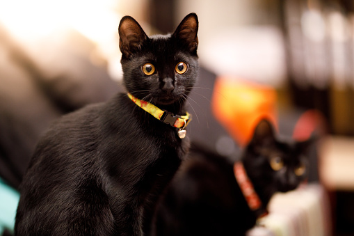 Black cat portrait.