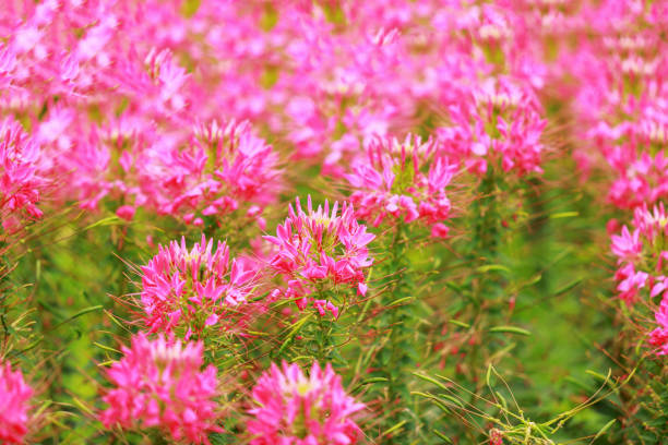 istock pink spider flower (Cleome hassleriana) in the garden 1158735923