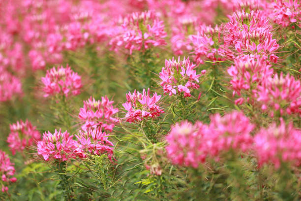 pink spider flower (Cleome hassleriana) in the garden