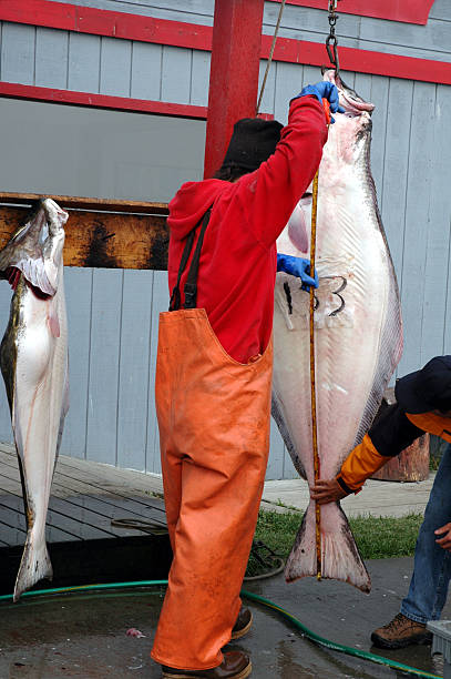 der fang des tages - halibut flatfish fish hanging stock-fotos und bilder