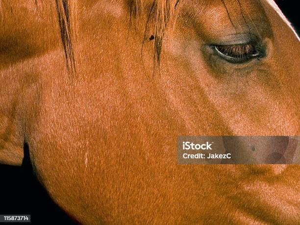 Horse Stockfoto und mehr Bilder von Agrarbetrieb - Agrarbetrieb, Arabien, Braun