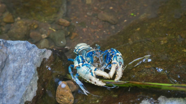 istock lamington spiny crayfish feeding in lamington national park. qld 1158737699