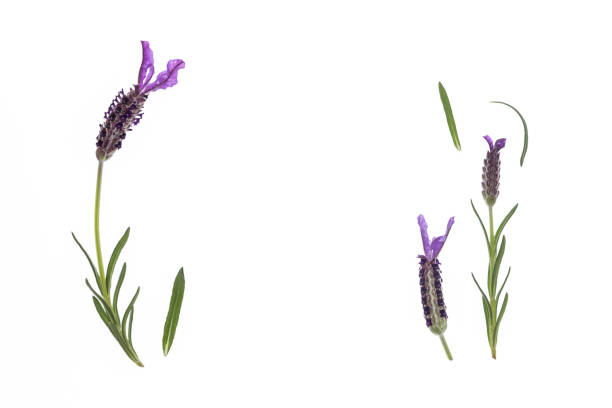 istock Spanish lavender flowers and leaves isolated on white background 1158738380