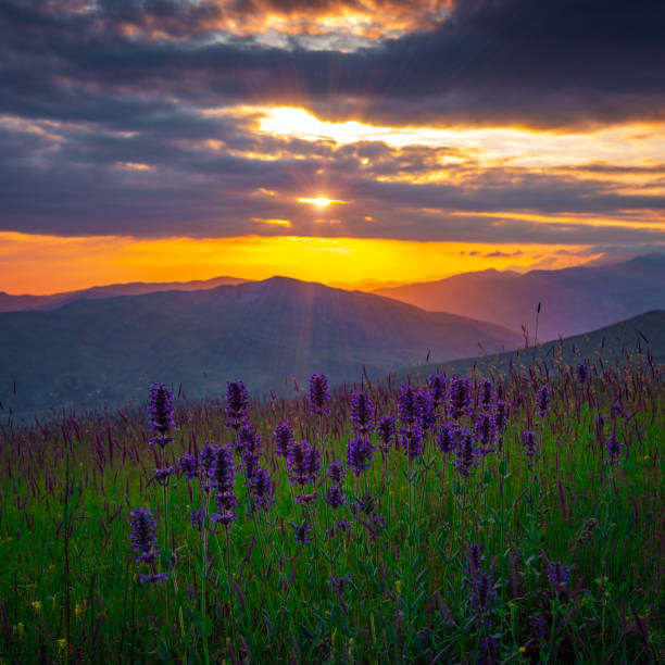 istock Mountain lavender flowers during a colorful sunset 1158738425
