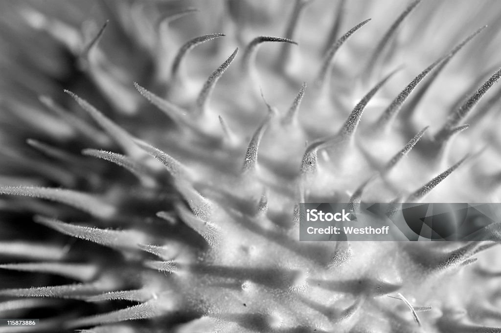 Spiny Seme Pod - Foto stock royalty-free di Bianco e nero