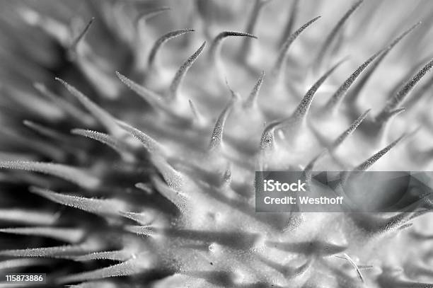 Spiny Seme Pod - Fotografie stock e altre immagini di Bianco e nero - Bianco e nero, Fiore, Macrofotografia