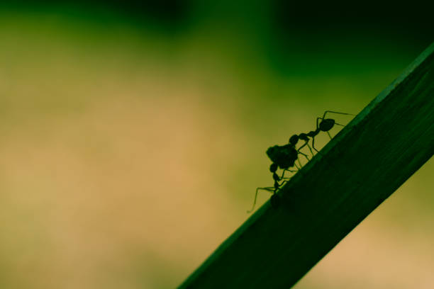 istock Silhouette picture behavior of ants.Worker ant are there working. 1158741264