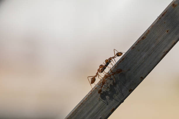 istock Behavior of ants.Worker ants are there working. 1158741314