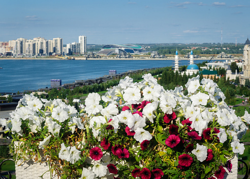 Flowerbed of petunias in the background of the embankment of the Kazanka river, Kazan, Russia.