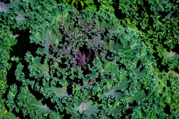 istock Decorative purple cabbage top view in the garden. 1158741947