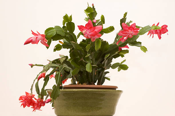 Christmas Cactus – zdjęcie