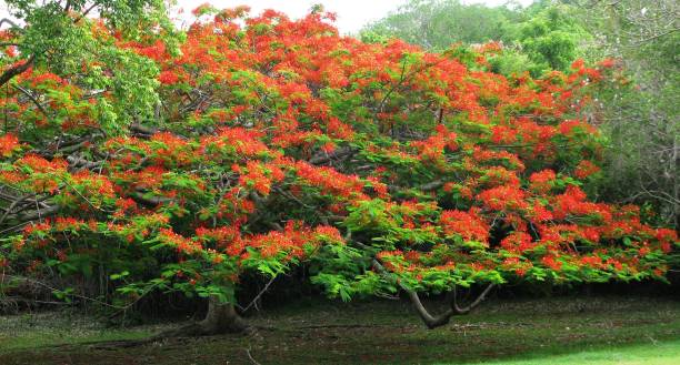istock Royal Poinciana Tree 1158743025