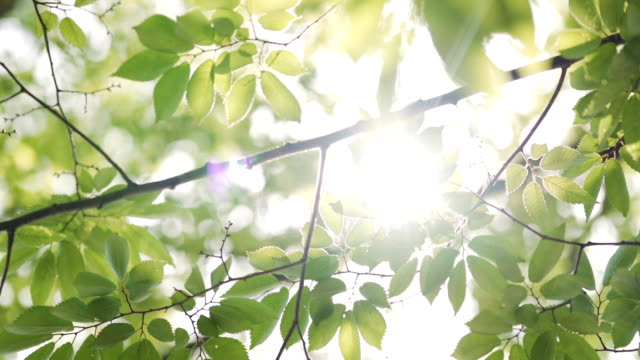 SLOW MOTION CS Sonnenstrahlen, die durch üppig grüne Blätter in Japan gipfeln.