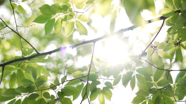 Sunbeams peaking through lush green leaves.