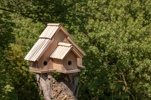 istock Wooden birdhouse on the tree. Cut on the tree. Trees in the back. 1158743238