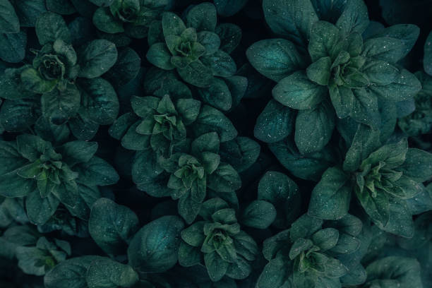istock Bright green leaves top view minimalistic background 1158744112