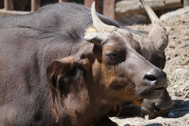 istock Bull with horns - laying on a ground 1158746535
