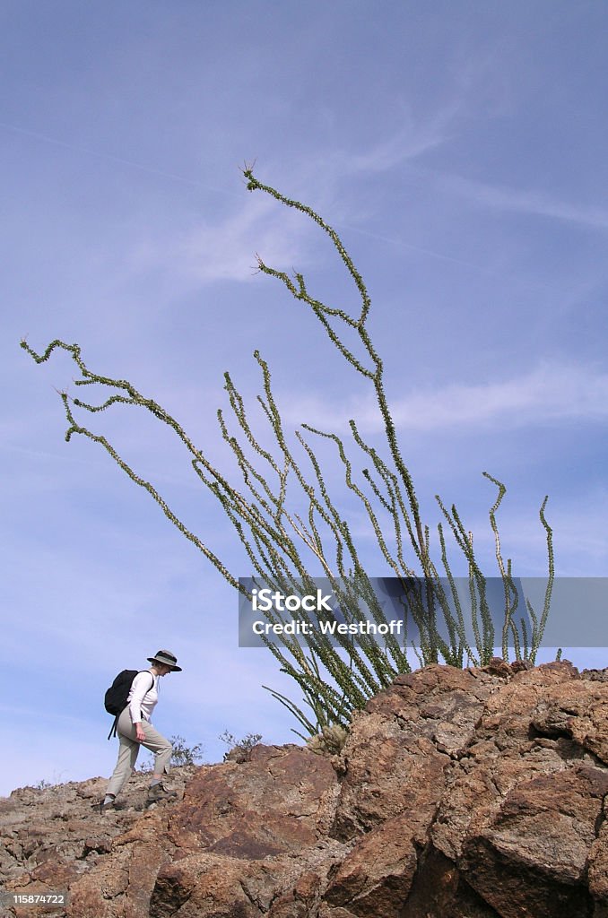 Wanderer und Ocotillo - Lizenzfrei Abenteuer Stock-Foto