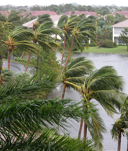 hurricane winds in palms - tyfoon fotos stockfoto's en -beelden
