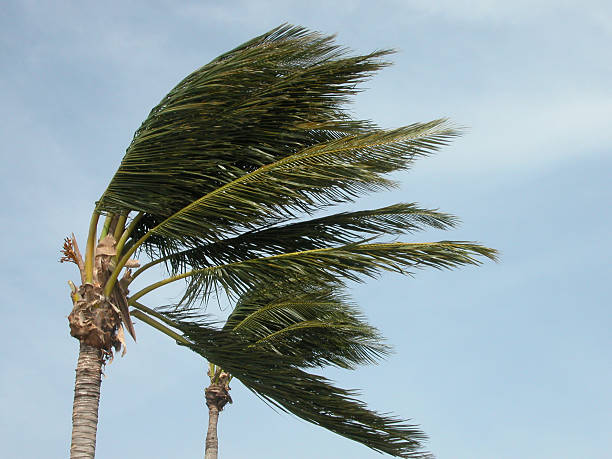 Hurricane palms 2 stock photo