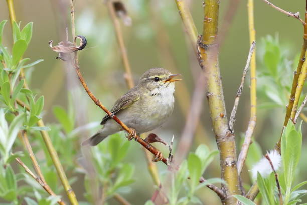 istock Phylloscopus trochilus. Willow Warbler summer day singing among the branches and leaves of willow 1158749161